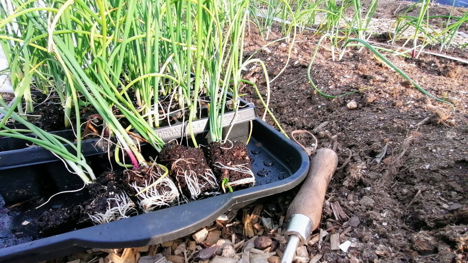 Fire pluggplanter av kepaløk, klare til utplanting. Tydelige røtter. Bak plantene er det et pluggbrett med flere planter.